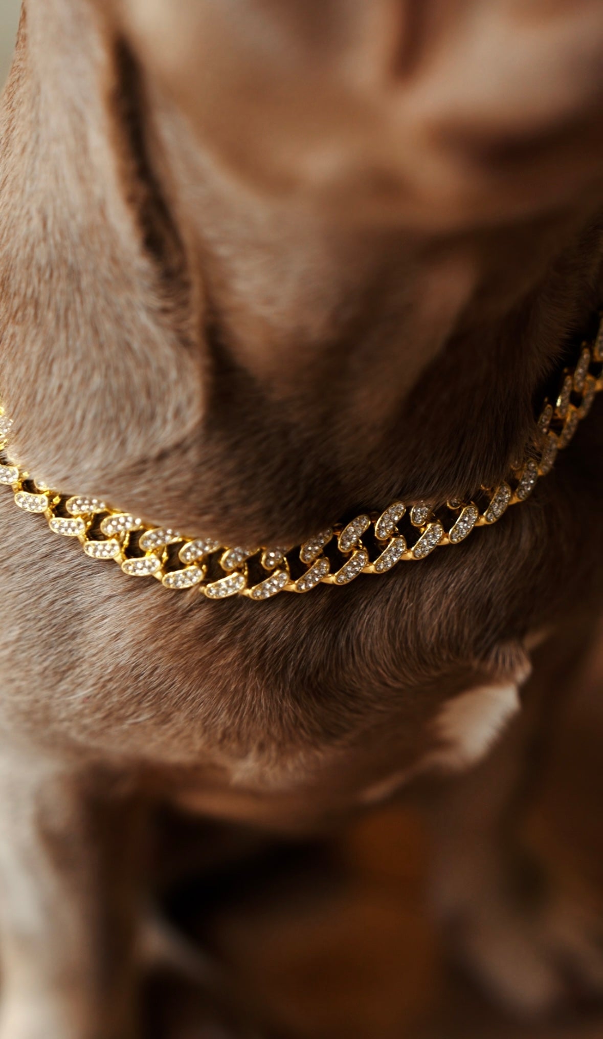 Luxury Cuban Dog Chain Collar