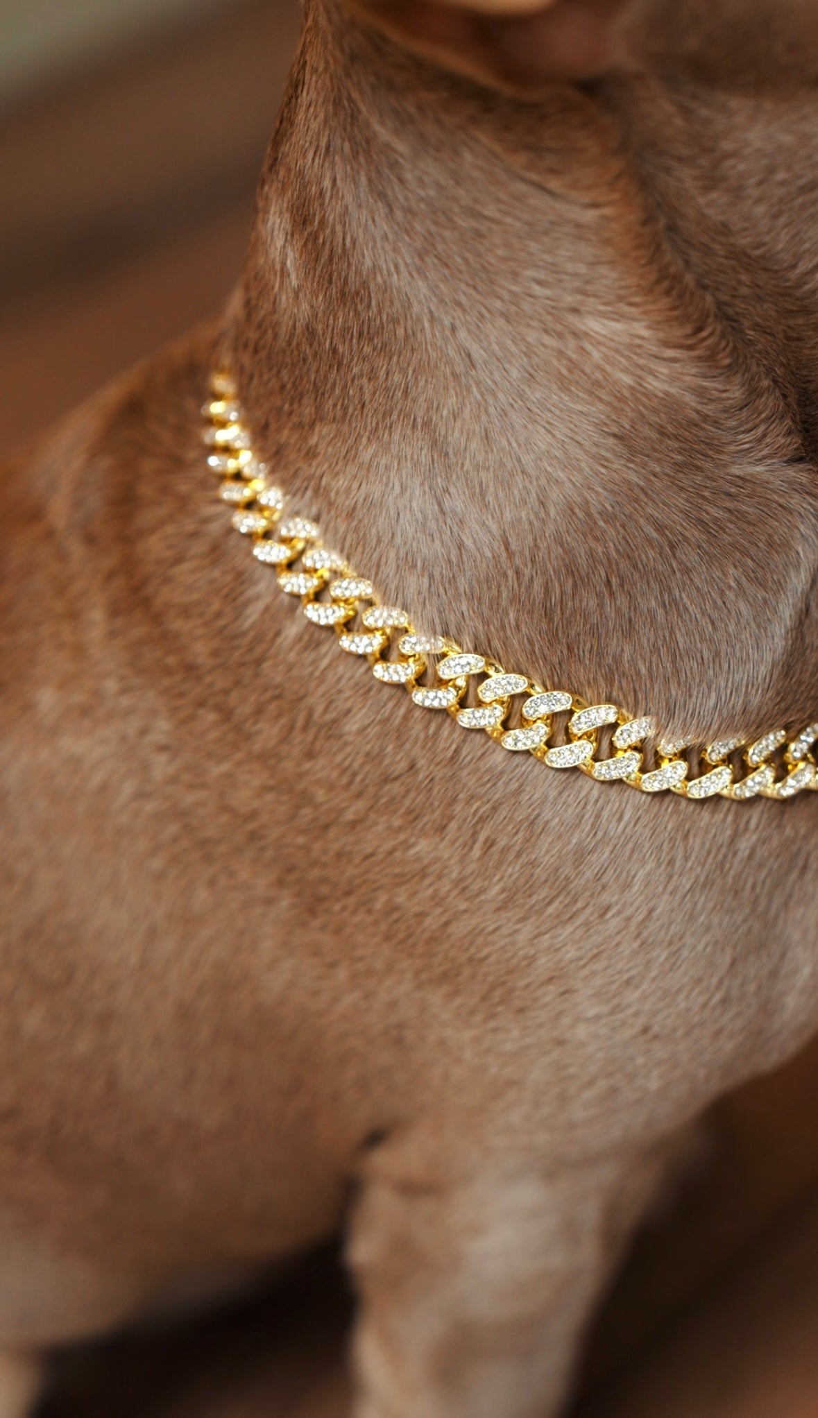 Luxury Cuban Dog Chain Collar