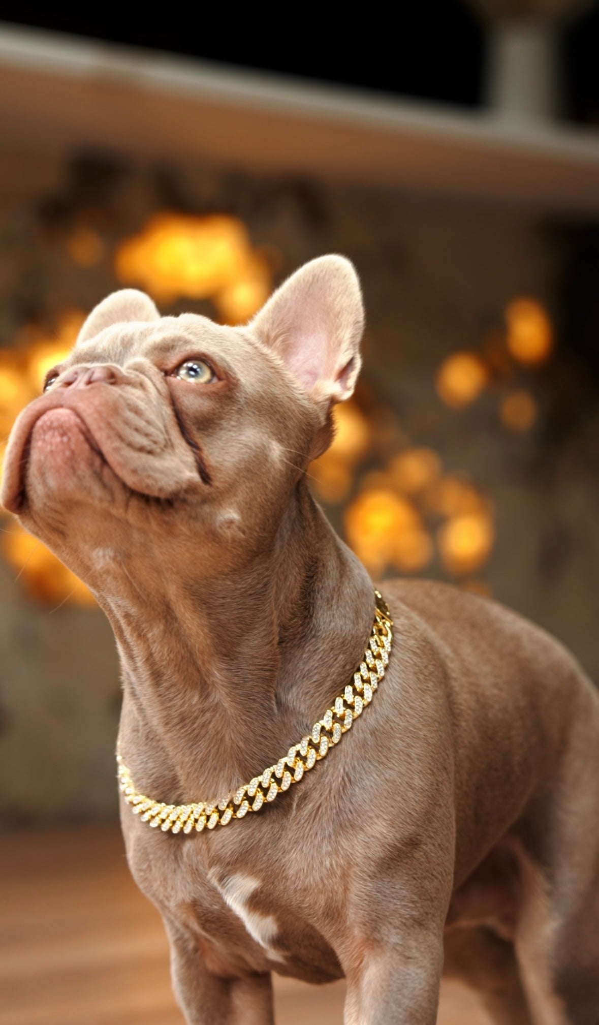 Luxury Cuban Dog Chain Collar