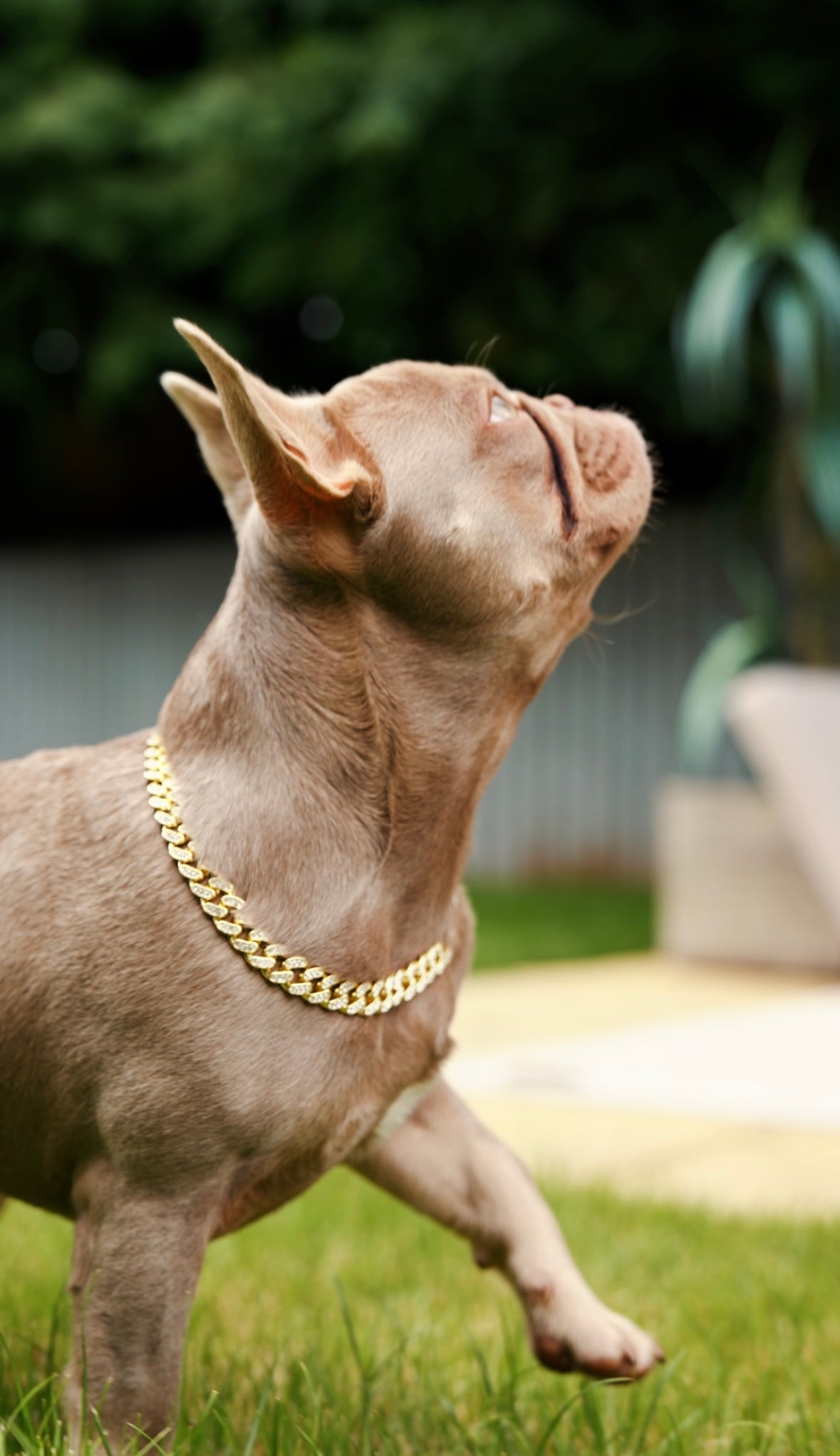 Luxury Cuban Dog Chain Collar