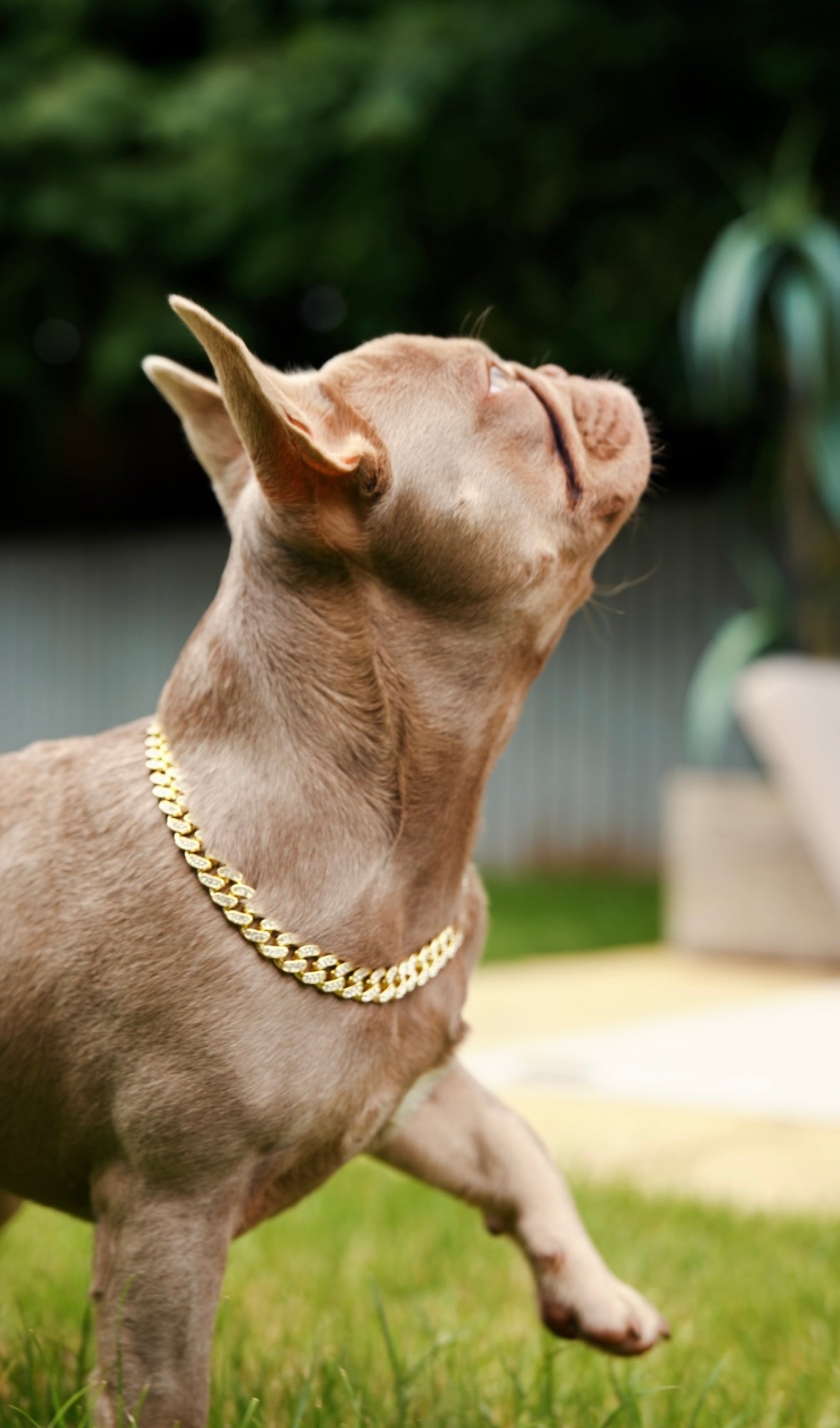 Luxury Cuban Dog Chain Collar