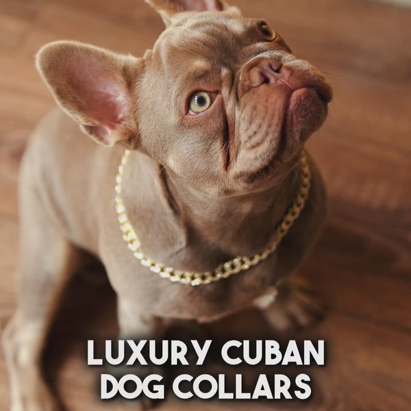 Luxury Cuban Dog Chain Collar